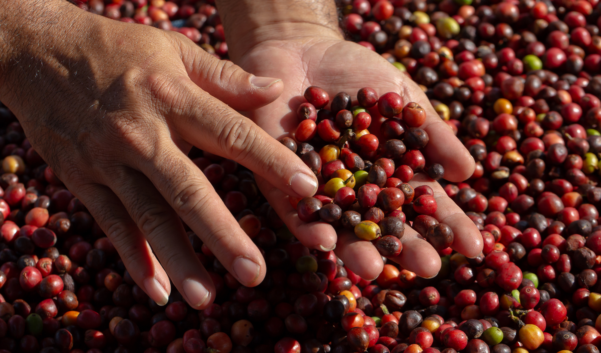 Coffee Culture in China – Baba Java Coffee