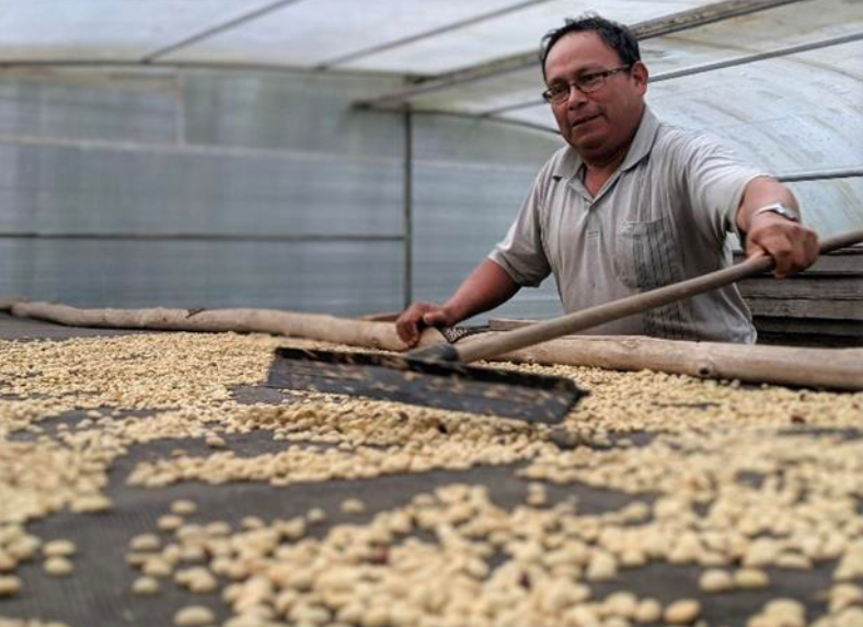 How Coffee Impacts Bolivian Culture – Baba Java Coffee