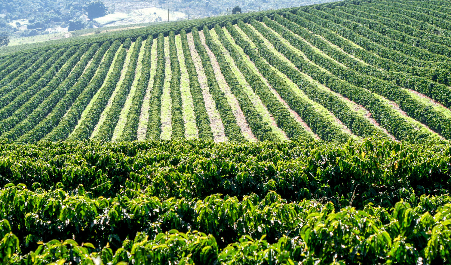 How Coffee Impacts Brazilian Culture