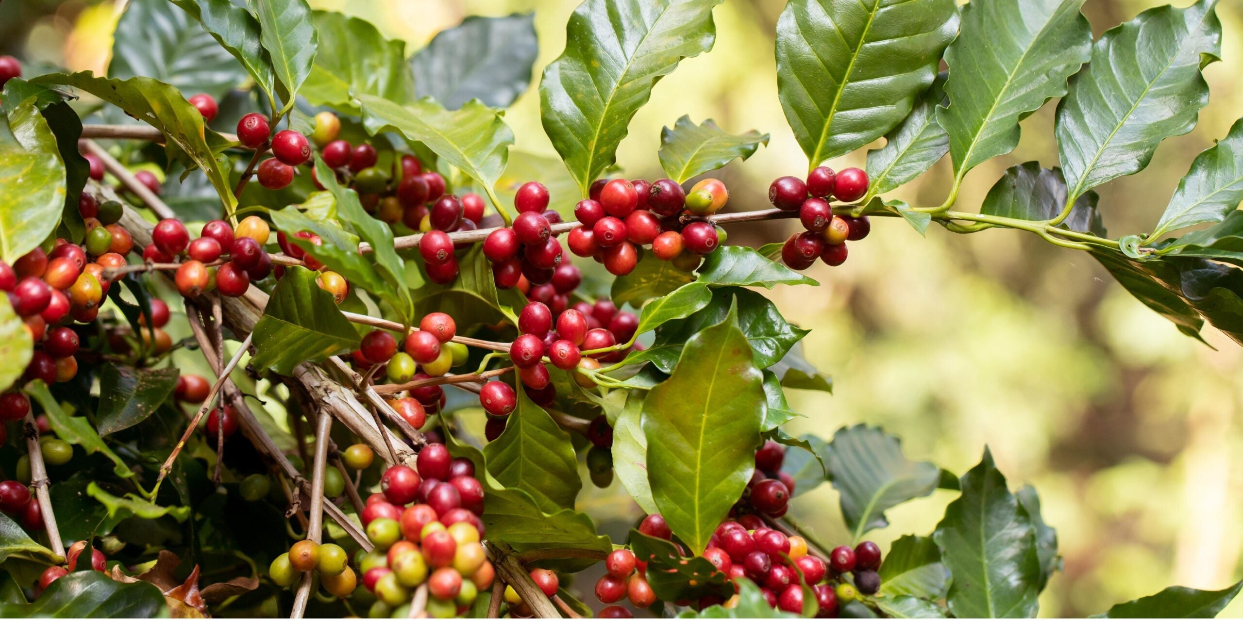 Coffee News: The C Market’s Impact on Specialty Coffee