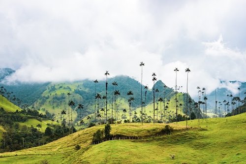 How Coffee Impacts Colombian Culture
