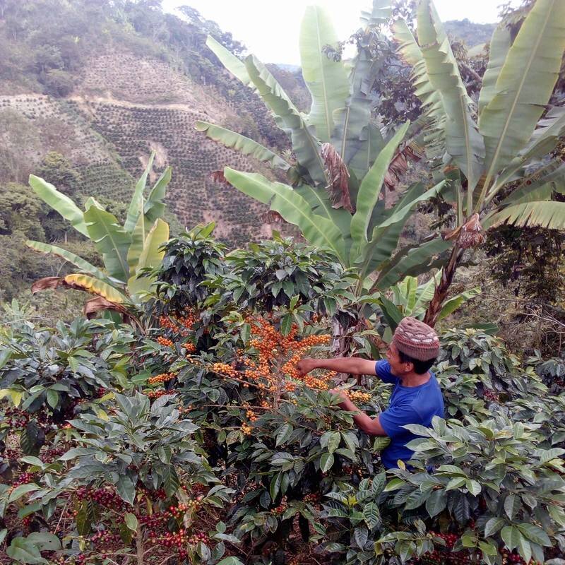 Where Does Coffee Come From? Part 2- The Farm and Mill