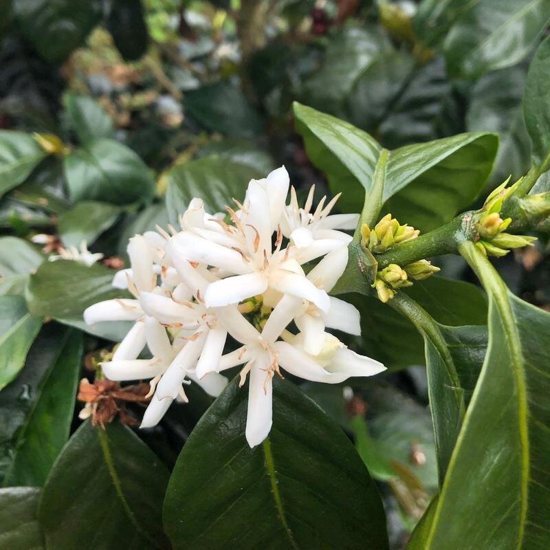 Where Does Coffee Come From? Part 1- The History of Coffee