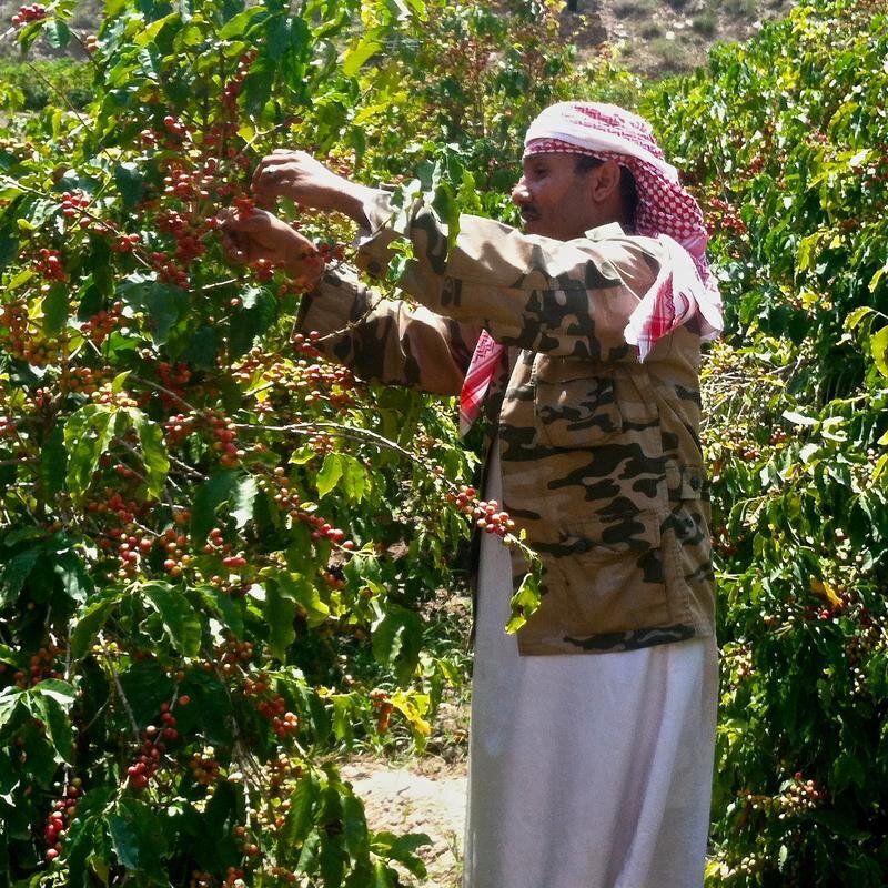 Baba Java Coffee - Excellence from Farm to Cup