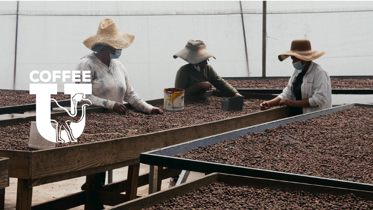 S3 E6: How Your Morning Cup of Coffee Can Change Lives!