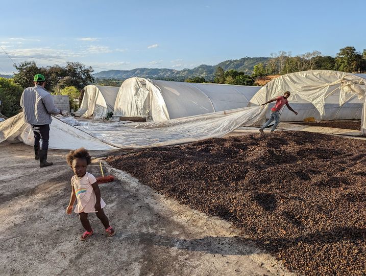 Coffee Culture In The Dominican Republic