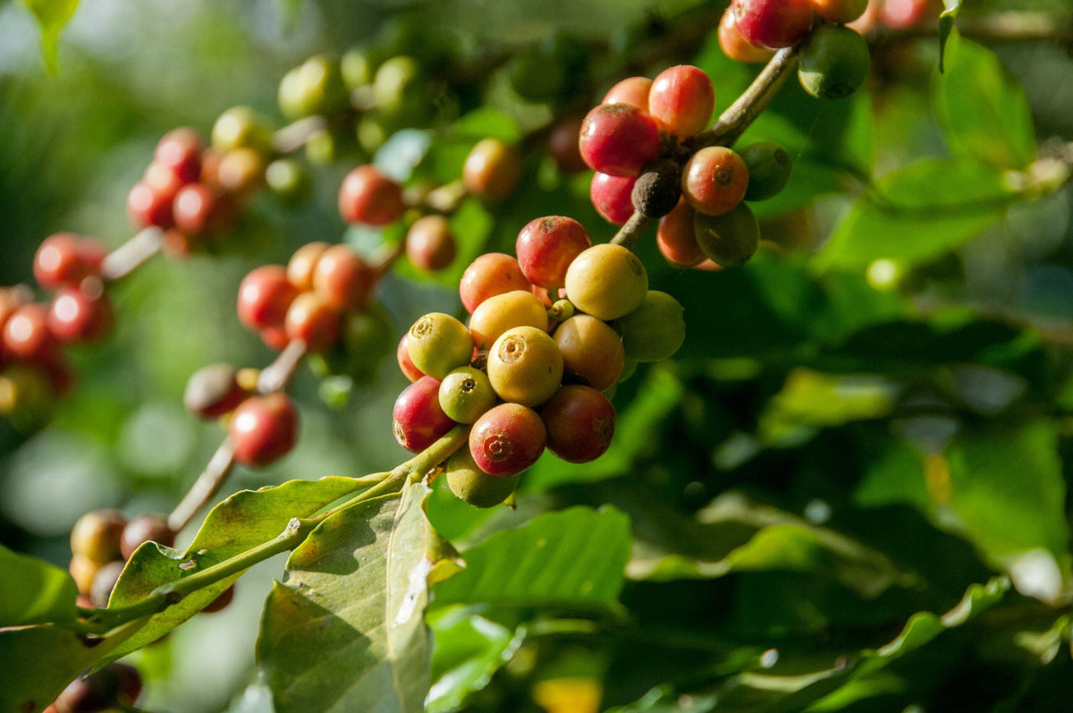 How to Know if You’re Drinking Specialty Coffee
