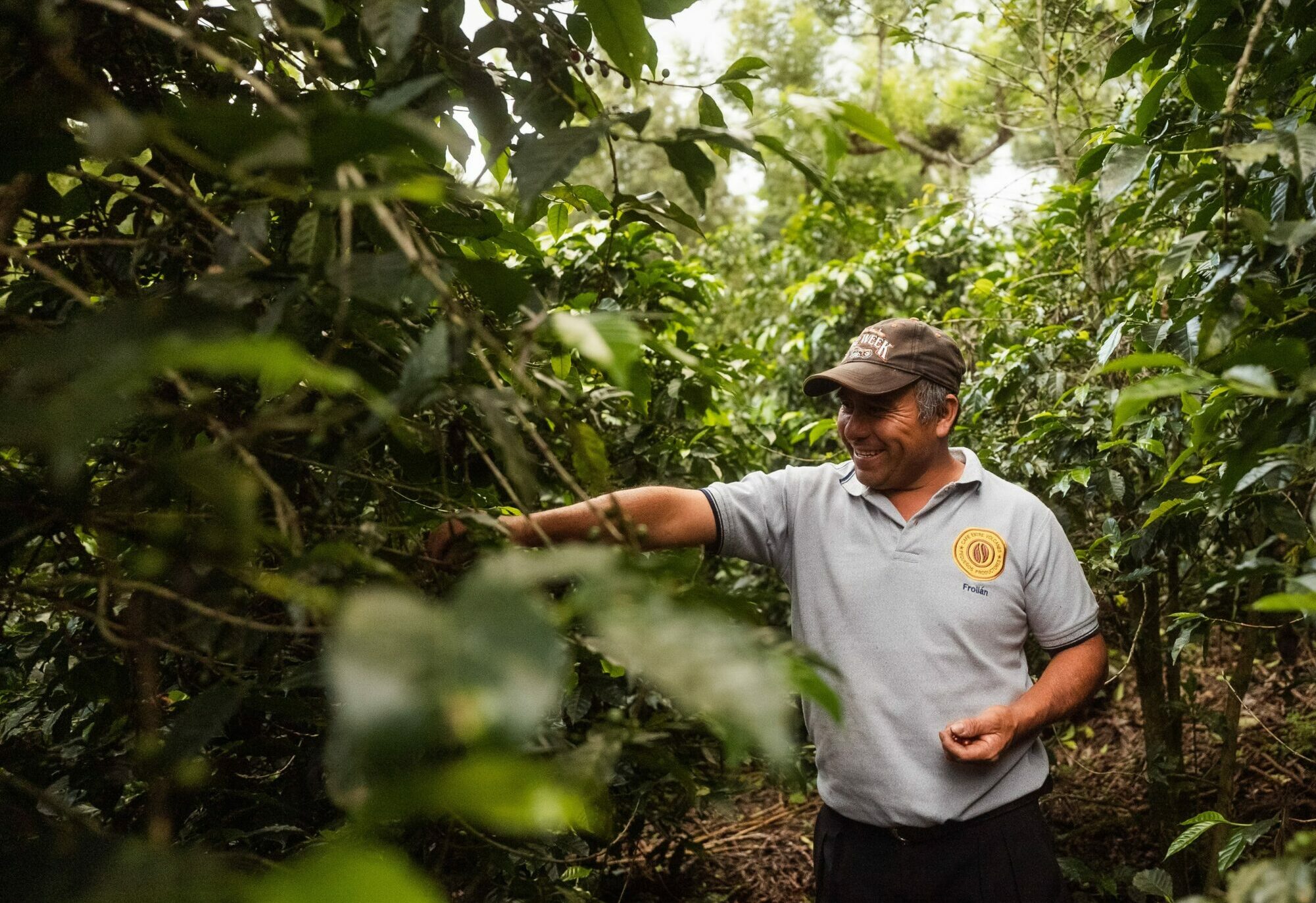 Farmer picking specialty coffee cherries