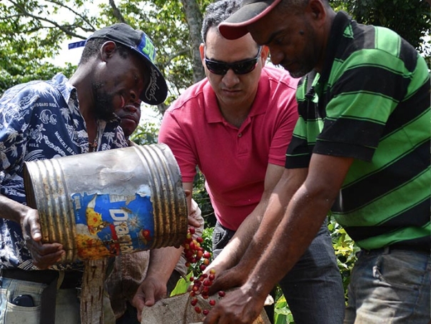 Farmers at the Ramirez Estate collecting coffee cherries into a jute bag.